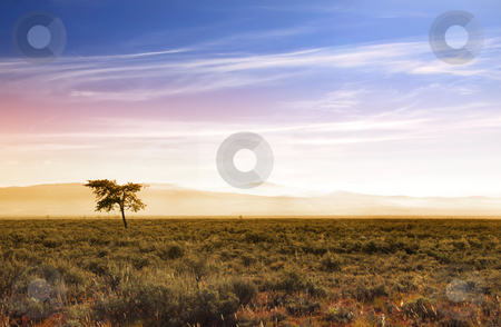To use this stock image in your creative project, please select the size you need over to the right and click the "Add to Cart" button.
Your downloaded image will come with the Cutcaster watermark removed so don’t worry about the watermark you see on this page. Beautiful morning scene in prairies stock photo, Single tree in Prairies in Wyoming with sun rise by Sreedhar Yedlapati