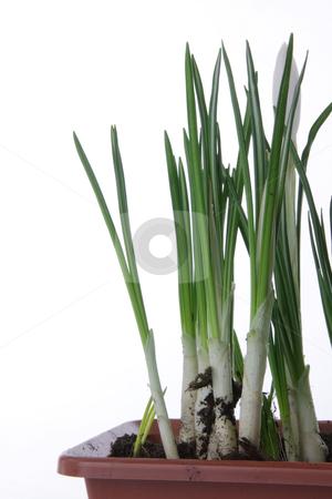 White crocus on a white background White crocus on a white background stock photo, Beautiful white crocus on a white background by Piotr_Marcinski