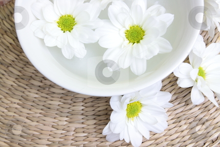 To use this stock image in your creative project, please select the size you need over to the right and click the "Add to Cart" button.
Your downloaded image will come with the Cutcaster watermark removed so don’t worry about the watermark you see on this page. Spa design stock photo, Spa design with herb and daisy by Piotr_Marcinski