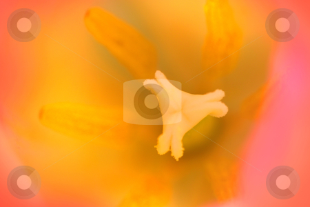 To use this stock image in your creative project, please select the size you need over to the right and click the "Add to Cart" button.
Your downloaded image will come with the Cutcaster watermark removed so don’t worry about the watermark you see on this page. Pink Tulip details stock photo, Extreme close up shot of in side details of Tulip flower by Sreedhar Yedlapati