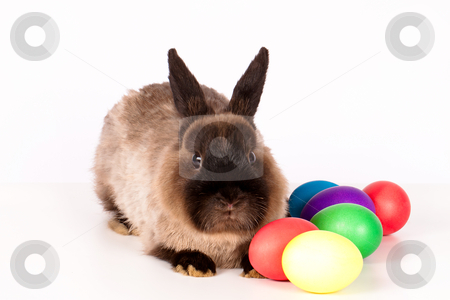 cute easter bunnies and eggs. Cute Easter bunny rabbit with