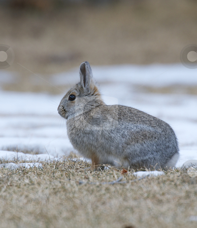Mountain Cottontail Mountain Cottontail stock photo, Mountain Cottontail on brown grass with white snow from the side and rear by visceralimage