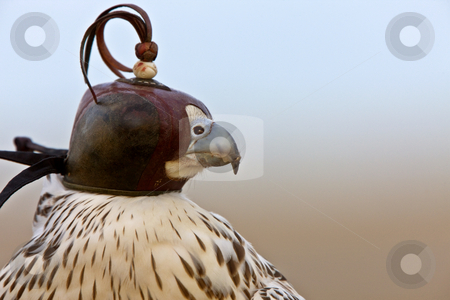 To use this stock image in your creative project, please select the size you need over to the right and click the "Add to Cart" button.
Your downloaded image will come with the Cutcaster watermark removed so don’t worry about the watermark you see on this page. Gyrfalcon with hood falconer close stock photo, Gyrfalcon with hood falconer close by Mark Duffy