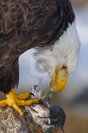 To use this stock image in your creative project, please select the size you need over to the right and click the "Add to Cart" button.
Your downloaded image will come with the Cutcaster watermark removed so don’t worry about the watermark you see on this page. Alaskan Bald Eagle, Haliaeetus leucocephalus stock photo, Alaskan Bald Eagle, Haliaeetus leucocephalus, eating a fish on a log by visceralimage
