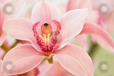 To use this stock image in your creative project, please select the size you need over to the right and click the "Add to Cart" button.
Your downloaded image will come with the Cutcaster watermark removed so don’t worry about the watermark you see on this page. Boat orchid or Cymbidium stock photo, Boat orchid or Cymbidium in honeysuckle color by Colette Planken-Kooij