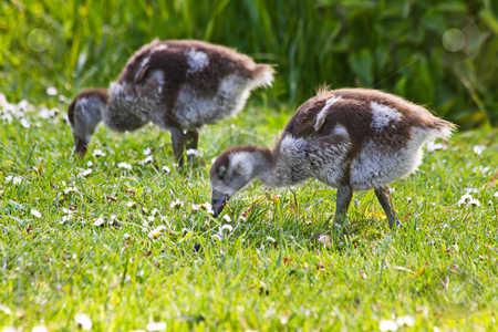 To use this stock image in your creative project, please select the size you need over to the right and click the "Add to Cart" button.
Your downloaded image will come with the Cutcaster watermark removed so don’t worry about the watermark you see on this page. Egyptian goose goslings in spring stock photo, Egyptian goose goslings grazing in evening sunshine in spring by Colette Planken-Kooij