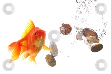 To use this stock image in your creative project, please select the size you need over to the right and click the "Add to Cart" button.
Your downloaded image will come with the Cutcaster watermark removed so don’t worry about the watermark you see on this page. Goldfish and money stock photo, goldfish and euro money showing finance or investment concept by Gunnar Pippel