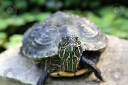 To use this stock image in your creative project, please select the size you need over to the right and click the "Add to Cart" button.
Your downloaded image will come with the Cutcaster watermark removed so don’t worry about the watermark you see on this page. Turtle stock photo, Closeup of turtle with dry lips by allihays