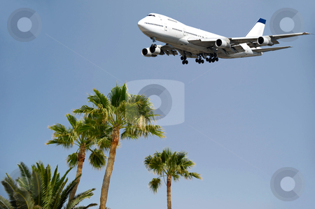 Jumbo and palms Jumbo and palms stock photo, Jumbo is flying over palms ready to land by Lars Christensen