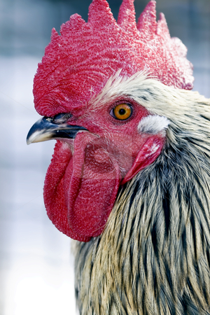 Rooster Rooster stock photo, A profile of a rooster or cockerel with a red comb close-up by Tatjana Keisa