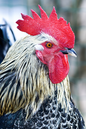 To use this stock image in your creative project, please select the size you need over to the right and click the "Add to Cart" button.
Your downloaded image will come with the Cutcaster watermark removed so don’t worry about the watermark you see on this page. Rooster stock photo, A profile of a rooster or cockerel with a red comb close-up by Tatjana Keisa