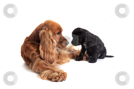 Puppy english cocker and adult Puppy english cocker and adult stock photo, portrait of a puppy purebred english cocker and adult in studio by Bonzami Emmanuelle