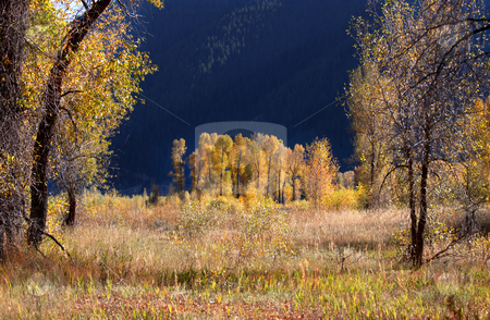 To use this stock image in your creative project, please select the size you need over to the right and click the "Add to Cart" button.
Your downloaded image will come with the Cutcaster watermark removed so don’t worry about the watermark you see on this page. Cotton woods stock photo, Beautiful cottonwoods in a state park of Wyoming by Sreedhar Yedlapati