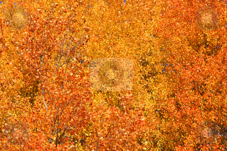 To use this stock image in your creative project, please select the size you need over to the right and click the "Add to Cart" button.
Your downloaded image will come with the Cutcaster watermark removed so don’t worry about the watermark you see on this page. Autumn background stock photo, Aspen tree leaves good for autumn background by Sreedhar Yedlapati