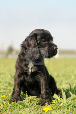 To use this stock image in your creative project, please select the size you need over to the right and click the "Add to Cart" button.
Your downloaded image will come with the Cutcaster watermark removed so don’t worry about the watermark you see on this page. Puppy english cocker stock photo, portrait of a puppy purebred english cocker in a field by Bonzami Emmanuelle