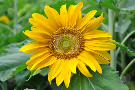 To use this stock image in your creative project, please select the size you need over to the right and click the "Add to Cart" button.
Your downloaded image will come with the Cutcaster watermark removed so don’t worry about the watermark you see on this page. Sunflower stock photo, sunflower yellow flower with delicate petals in summer by freeteo