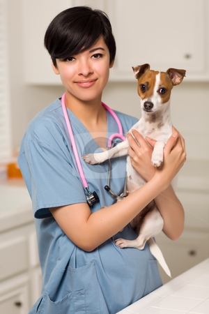 To use this stock image in your creative project, please select the size you need over to the right and click the "Add to Cart" button.
Your downloaded image will come with the Cutcaster watermark removed so don’t worry about the watermark you see on this page. Smiling Attractive Mixed Race Veterinarian Doctor or Nurse with stock photo, Smiling Attractive Mixed Race Veterinarian Doctor or Nurse with Puppy in an Office or Laboratory Setting. by Andy Dean