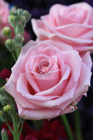 pink rose flower arrangements. #800963707 big pink roses in