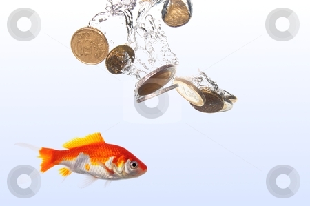To use this stock image in your creative project, please select the size you need over to the right and click the "Add to Cart" button.
Your downloaded image will come with the Cutcaster watermark removed so don’t worry about the watermark you see on this page. Goldfish and money stock photo, goldfish and euro money showing finance or investment concept by Gunnar Pippel