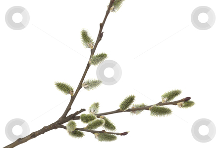 To use this stock image in your creative project, please select the size you need over to the right and click the "Add to Cart" button.
Your downloaded image will come with the Cutcaster watermark removed so don’t worry about the watermark you see on this page. Willow stock photo, Willow branch with bloom bud on white background by Jolanta Dabrowska