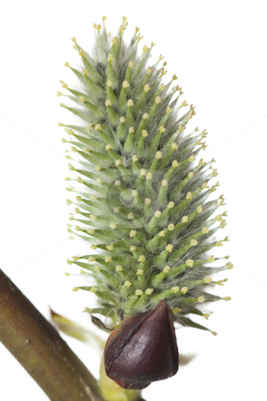 To use this stock image in your creative project, please select the size you need over to the right and click the "Add to Cart" button.
Your downloaded image will come with the Cutcaster watermark removed so don’t worry about the watermark you see on this page. Willow stock photo, Willow branch with bloom bud on white background by Jolanta Dabrowska