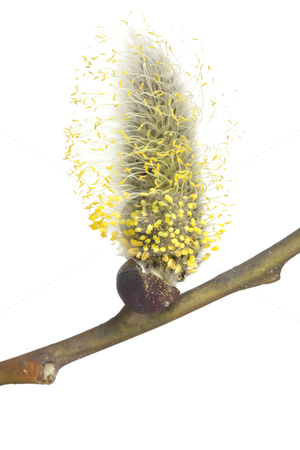 To use this stock image in your creative project, please select the size you need over to the right and click the "Add to Cart" button.
Your downloaded image will come with the Cutcaster watermark removed so don’t worry about the watermark you see on this page. Willow stock photo, Pussy- willow in bloom on white background by Jolanta Dabrowska