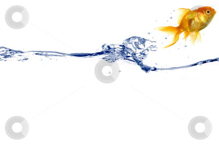 To use this stock image in your creative project, please select the size you need over to the right and click the "Add to Cart" button.
Your downloaded image will come with the Cutcaster watermark removed so don’t worry about the watermark you see on this page. Gold fish jumping stock photo, Gold fish is jumping out of the water by Lars Christensen