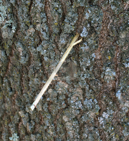 To use this stock image in your creative project, please select the size you need over to the right and click the "Add to Cart" button.
Your downloaded image will come with the Cutcaster watermark removed so don’t worry about the watermark you see on this page. Straw Lodged in Oak Tree From Tornado stock photo, Incredible picture of a piece of straw driven into an Oak tree by a tornado. by David Schliepp