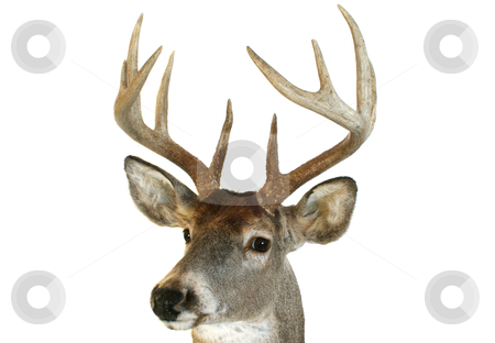 To use this stock image in your creative project, please select the size you need over to the right and click the "Add to Cart" button.
Your downloaded image will come with the Cutcaster watermark removed so don’t worry about the watermark you see on this page. Whitetail head close up quartering towards stock photo, Close up of a whitetail deer head looking towards the viewer at an angle. by David Schliepp