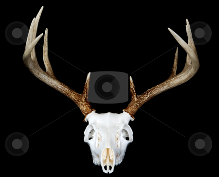 European Deer Mount Head On European Deer Mount Head On stock photo, A head on view of a european deer mount by David Schliepp