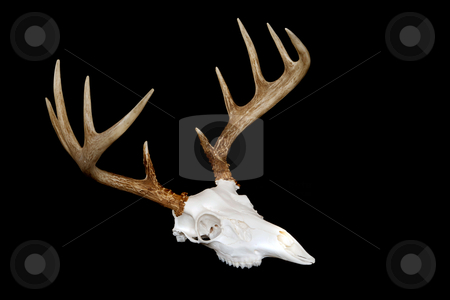 To use this stock image in your creative project, please select the size you need over to the right and click the "Add to Cart" button.
Your downloaded image will come with the Cutcaster watermark removed so don’t worry about the watermark you see on this page. European Deer Mount Angled stock photo, An angled view of a european deer mount by David Schliepp