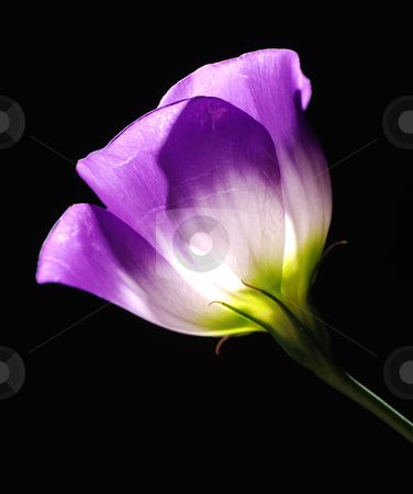 Purple tulip Purple tulip stock photo, purple tulip on black background by sutike