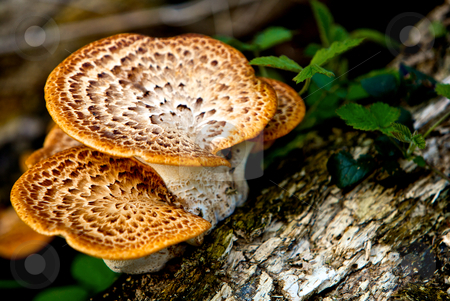 Wild mushrooms Wild mushrooms stock photo, Wild mushrooms on a forrest log in England by instinia