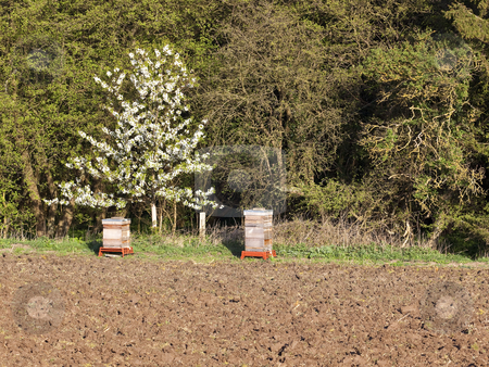 To use this stock image in your creative project, please select the size you need over to the right and click the "Add to Cart" button.
Your downloaded image will come with the Cutcaster watermark removed so don’t worry about the watermark you see on this page. Bee hives stock photo, two bee hives near a plowed field with trees and hedgerows in rural england by Mike Smith