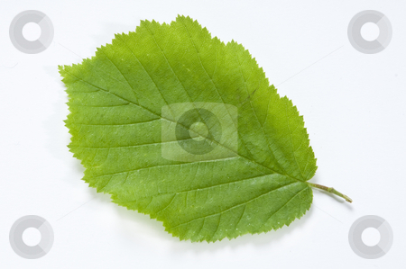 Beech Leaf Beech Leaf stock photo, A new Beech Leaf on clean white background with drop shadow by russwitherington