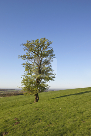 hawthorn tree. #800991346 hawthorn tree