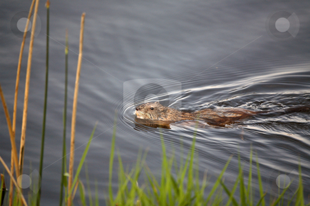 To use this stock image in your creative project, please select the size you need over to the right and click the "Add to Cart" button.
Your downloaded image will come with the Cutcaster watermark removed so don’t worry about the watermark you see on this page. Muskrat swimming in Saskatchewan pothole stock photo, Muskrat or Musquash (Ondatra zibethicus) the only species in genus Ondatra, is a large aquatic rodent native to North America, and introduced in parts of Europe. by Mark Duffy