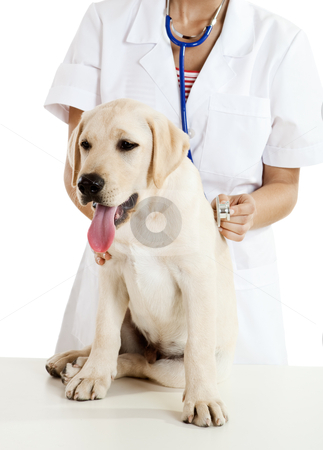 Veterinay taking care of a dog Veterinay taking care of a dog stock photo, Young female veterinary caring of a cute beautiful dog by ikostudio