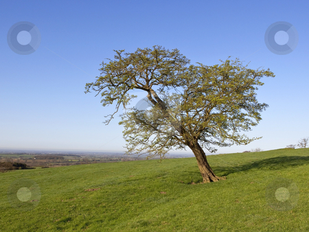 hawthorn tree. #801000080 hawthorn tree