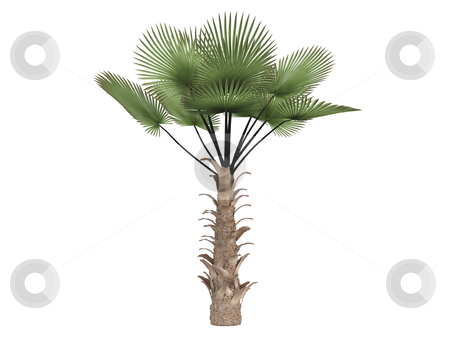 To use this stock image in your creative project, please select the size you need over to the right and click the "Add to Cart" button.
Your downloaded image will come with the Cutcaster watermark removed so don’t worry about the watermark you see on this page. Windmill palm or Trachycarpus fortunei stock photo, Windmill palm or latin Trachycarpus fortunei isolated on white background by Nmorozova