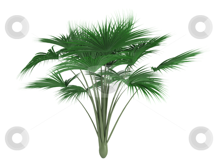 Coco-de-mer_palm_(Lodoicea_maldivica) Coco-de-mer_palm_(Lodoicea_maldivica) stock photo, Coco de mer palm or latin Lodoicea maldivica isolated on white background by Nmorozova