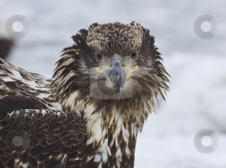 To use this stock image in your creative project, please select the size you need over to the right and click the "Add to Cart" button.
Your downloaded image will come with the Cutcaster watermark removed so don’t worry about the watermark you see on this page. Alaskan Bald Eagle stock photo, Alaskan Bald Eagle on icy water looking direct into camera with attitude by visceralimage