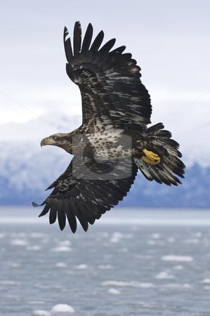 To use this stock image in your creative project, please select the size you need over to the right and click the "Add to Cart" button.
Your downloaded image will come with the Cutcaster watermark removed so don’t worry about the watermark you see on this page. Alaskan Bald Eagle stock photo, Alaskan Bald Eagle flying over icy water with mountain background showing underside of wings by visceralimage