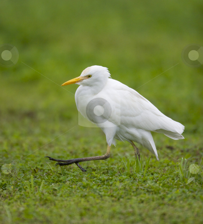 Cattle Egret, Bubulcus ibis Cattle Egret, Bubulcus ibis stock photo, Cattle Egret, Bubulcus ibis, walking with one leg extended, on green grass by visceralimage