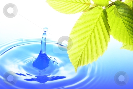 Nature Nature stock photo, green leaves and splashing water drop showing spa or zen by Gunnar Pippel
