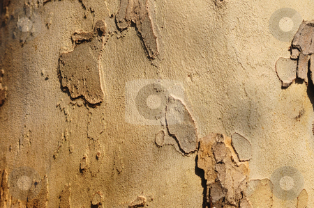 To use this stock image in your creative project, please select the size you need over to the right and click the "Add to Cart" button.
Your downloaded image will come with the Cutcaster watermark removed so don’t worry about the watermark you see on this page. Wooden texture background stock photo, Close up of the wooden texture background by zagart