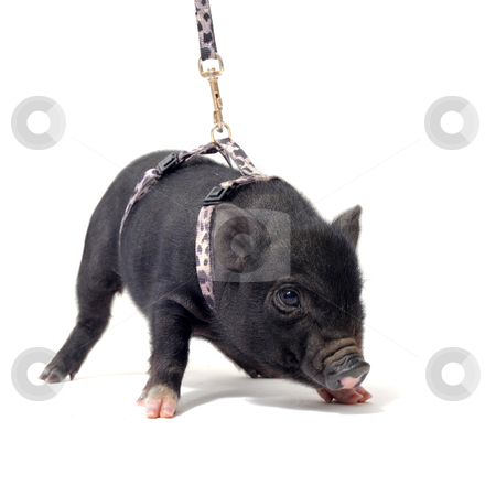 Liitle piggy Liitle piggy stock photo, little black piggywith harness in front of white background by Bonzami Emmanuelle