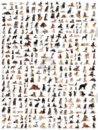 Group of dogs Group of dogs stock photo, composite picture with purebred dogs in a white background by Bonzami Emmanuelle