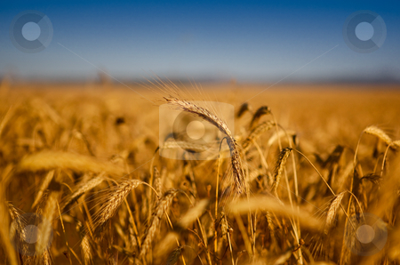 Wheat field Wheat field stock photo, Beautiful landscape image of a wheat field by ikostudio