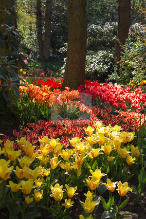 To use this stock image in your creative project, please select the size you need over to the right and click the "Add to Cart" button.
Your downloaded image will come with the Cutcaster watermark removed so don’t worry about the watermark you see on this page. Garden in spring with lots of tulips stock photo, Spring garden with lots of colorful, beautiful tulips - vertical image by Colette Planken-Kooij